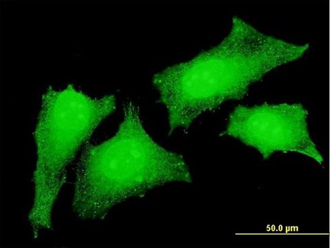 Monoclonal Anti-CRKL antibody produced in mouse clone 4B5, purified immunoglobulin, buffered aqueous solution