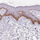 Anti-NFE2L3 antibody produced in rabbit Prestige Antibodies® Powered by Atlas Antibodies, affinity isolated antibody, buffered aqueous glycerol solution