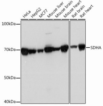 Anti-SDHA antibody produced in rabbit