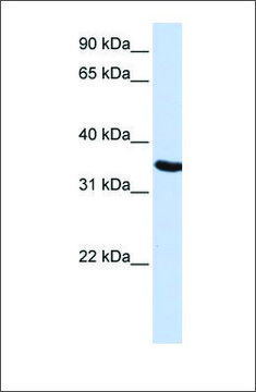 Anti-DPPA2 antibody produced in rabbit affinity isolated antibody