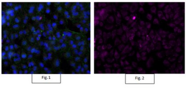 Anti-Actin Antibody, clone C4, Alexa Fluor&#8482; 647 conjugate clone C4, from mouse, ALEXA FLUOR&#8482; 647