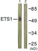 Anti-ETS1 antibody produced in rabbit affinity isolated antibody