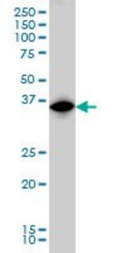 Monoclonal Anti-IRF1 antibody produced in mouse clone 2E4, purified immunoglobulin, buffered aqueous solution