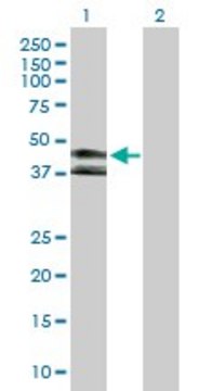 Anti-KIR3DL1 antibody produced in rabbit purified immunoglobulin, buffered aqueous solution