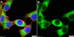 Anti-PHACTR1 Antibody, clone 2B15 ZooMAb® Rabbit Monoclonal recombinant, expressed in HEK 293 cells