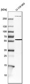 Anti-ENG antibody produced in rabbit Prestige Antibodies® Powered by Atlas Antibodies, affinity isolated antibody, buffered aqueous glycerol solution