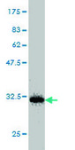 Monoclonal Anti-LMO3, (C-terminal) antibody produced in mouse clone 1A8, purified immunoglobulin, buffered aqueous solution