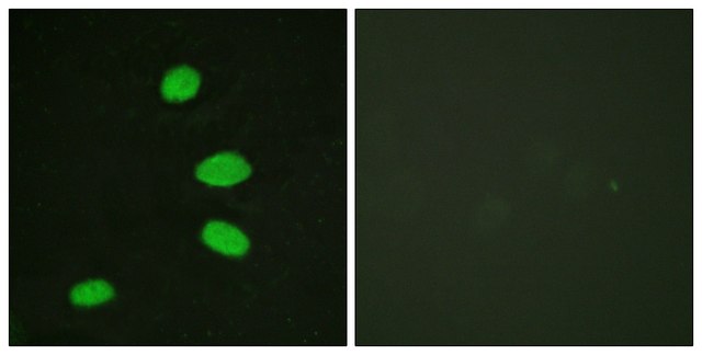 Anti-RBL2, C-Terminal antibody produced in rabbit affinity isolated antibody