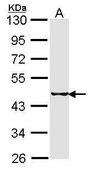 Anti-SEPHS2 antibody produced in rabbit affinity isolated antibody, buffered aqueous solution