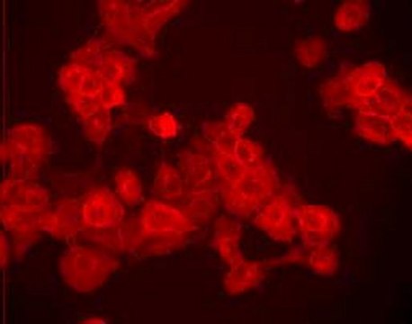 Anti-EGFR (Ab-5) Mouse mAb (EGFR.1) lyophilized, clone EGFR.1, Calbiochem&#174;