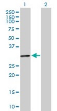 Anti-HLA-DOA antibody produced in mouse purified immunoglobulin, buffered aqueous solution