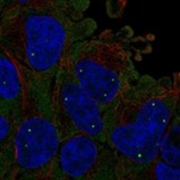 Anti-SMN1 antibody produced in rabbit Prestige Antibodies&#174; Powered by Atlas Antibodies, affinity isolated antibody, buffered aqueous glycerol solution