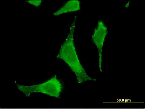 Monoclonal Anti-PGLS antibody produced in mouse clone 2D9, purified immunoglobulin, buffered aqueous solution