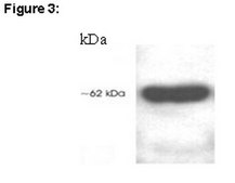 ChIPAb+ HDAC1 Antibody, rabbit polyclonal from rabbit