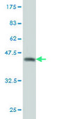 Monoclonal Anti-QPRT antibody produced in mouse clone 5D11, purified immunoglobulin, buffered aqueous solution
