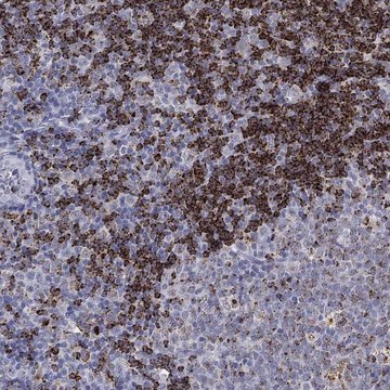 Anti-Hla-Doa Antibody Produced In Rabbit Prestige Antibodies&#174; Powered by Atlas Antibodies, affinity isolated antibody, buffered aqueous glycerol solution