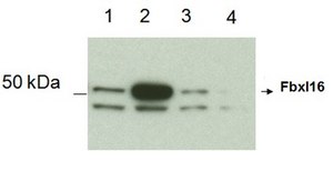 Anti-Fbxl16 Antibody from rabbit, purified by affinity chromatography