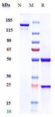 Anti-MSPR / RON / CD136 Reference Antibody