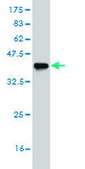 ANTI-ASCL1 antibody produced in mouse clone 3D3, purified immunoglobulin, buffered aqueous solution