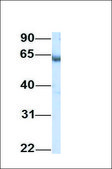 Anti-KPNA1 (ab1) antibody produced in rabbit affinity isolated antibody