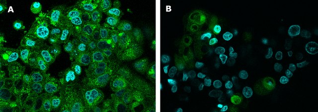 BioTracker&#8482; Spermidine Polyamine Green Fluorescent Live Cell Probe