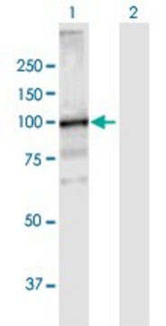 Anti-VPS39 antibody produced in mouse purified immunoglobulin, buffered aqueous solution