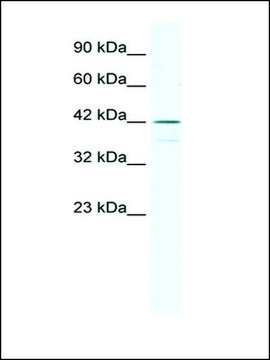 Anti-SOX3 antibody produced in rabbit affinity isolated antibody