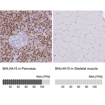 Anti-BHLHA15 antibody produced in rabbit Prestige Antibodies&#174; Powered by Atlas Antibodies, affinity isolated antibody, buffered aqueous glycerol solution