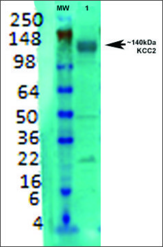 Monoclonal Anti-Kcc2 antibody produced in mouse clone S1-12, purified immunoglobulin