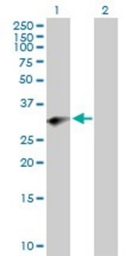 Anti-PRRX2 antibody produced in mouse purified immunoglobulin, buffered aqueous solution