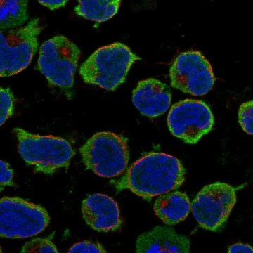 Anti-Ccr9 Antibody Produced In Rabbit Prestige Antibodies&#174; Powered by Atlas Antibodies, affinity isolated antibody, buffered aqueous glycerol solution