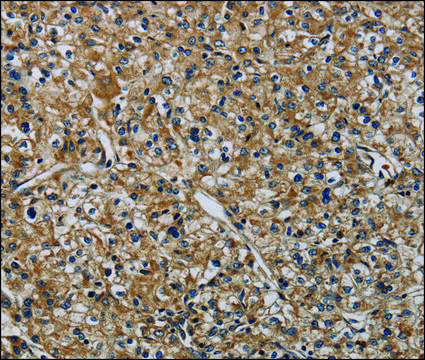 Anti-HSPG2 antibody produced in rabbit affinity isolated antibody