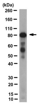 Anti-BAP1 Antibody, clone 3C11 clone 3C11, from mouse