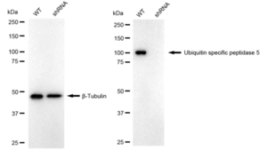 KD-Validated Anti Ubiquitin Specific Peptidase 5 Antibody, clone 24GB2480, Rabbit Monoclonal clone 24GB2480, recombinant rabbit monoclonal, expressed in HEK293 cells