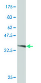 Monoclonal Anti-TBX3 antibody produced in mouse clone 7H6, purified immunoglobulin, buffered aqueous solution