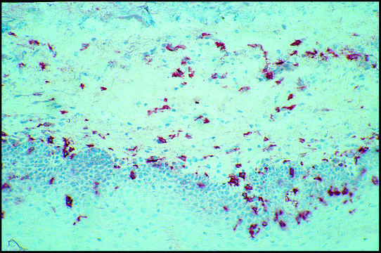 Monoclonal Anti-CD14 antibody produced in mouse clone UCHM-1, purified immunoglobulin, buffered aqueous solution