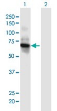 Anti-IL7R antibody produced in mouse purified immunoglobulin, buffered aqueous solution