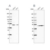 Anti-NELFE antibody produced in rabbit Prestige Antibodies® Powered by Atlas Antibodies, affinity isolated antibody