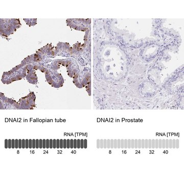 Anti-DNAI2 antibody produced in rabbit Prestige Antibodies&#174; Powered by Atlas Antibodies, affinity isolated antibody, buffered aqueous glycerol solution