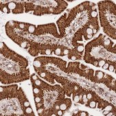 Anti-HSPE1 antibody produced in rabbit Prestige Antibodies® Powered by Atlas Antibodies, affinity isolated antibody, buffered aqueous glycerol solution