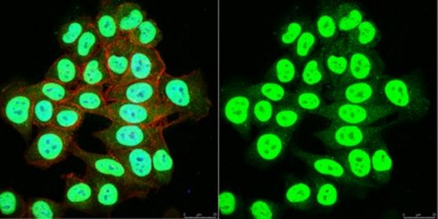 Anti-SNF2&#946;/BRG1 Antibody serum, Upstate&#174;