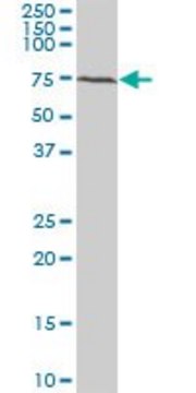 Monoclonal Anti-BMPR1B antibody produced in mouse clone 2E2, purified immunoglobulin, buffered aqueous solution