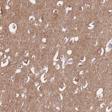 Anti-FKBP8 antibody produced in rabbit Prestige Antibodies&#174; Powered by Atlas Antibodies, affinity isolated antibody, buffered aqueous glycerol solution