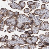 Anti-EVI5 antibody produced in rabbit Prestige Antibodies® Powered by Atlas Antibodies, affinity isolated antibody, buffered aqueous glycerol solution