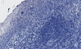 Anti-NFAT1 Antibody, clone 1D19 ZooMAb&#174; Rabbit Monoclonal recombinant, expressed in HEK 293 cells