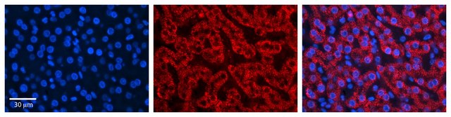 Anti-HADH antibody produced in rabbit affinity isolated antibody