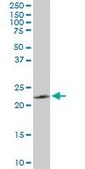 Monoclonal Anti-PGRMC2 antibody produced in mouse clone 3C11, purified immunoglobulin, buffered aqueous solution
