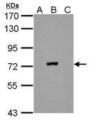 Monoclonal Anti-Dengue virus NS3 protein antibody produced in mouse clone GT2811, affinity isolated antibody
