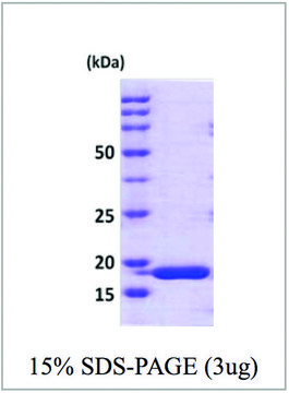 Cyclophilin H human recombinant, expressed in E. coli, &#8805;95% (SDS-PAGE)