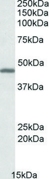 Anti-GPR17 (C-terminal) antibody produced in goat affinity isolated antibody, buffered aqueous solution